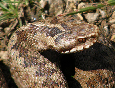 vretenica severná Vipera berus