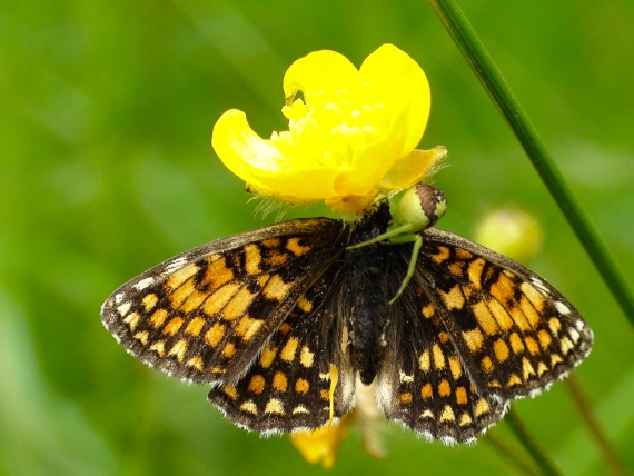 lepidopterofág