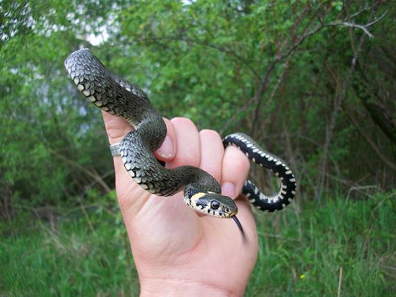 uzovka obojkova  natrix natrix