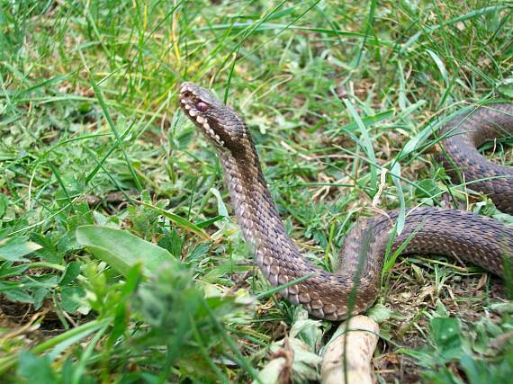 vretnica severna vipera berus