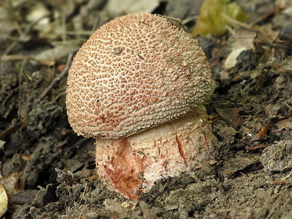 muchotrávka červenkastá Amanita rubescens Pers.