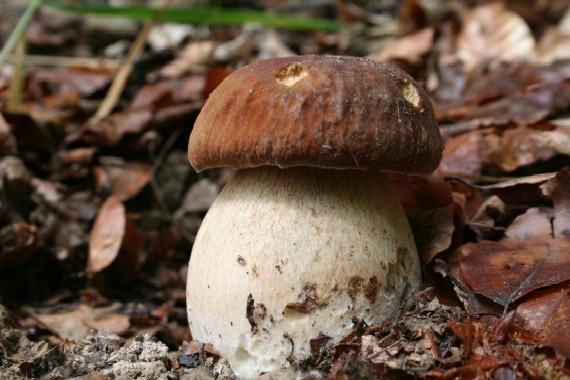 hríb dubový Boletus reticulatus Schaeff.