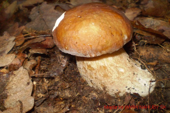 hríb dubový Boletus reticulatus Schaeff.