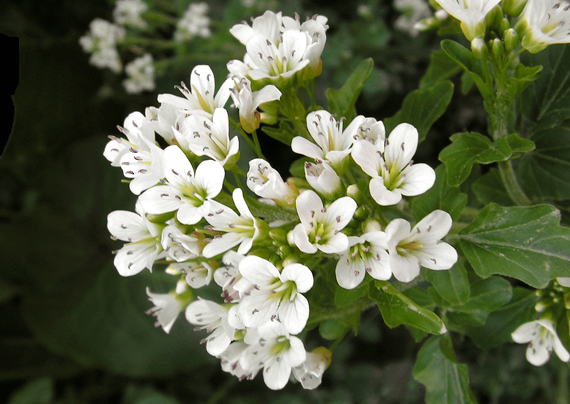 žerušnica Cardamine barbaraeoides