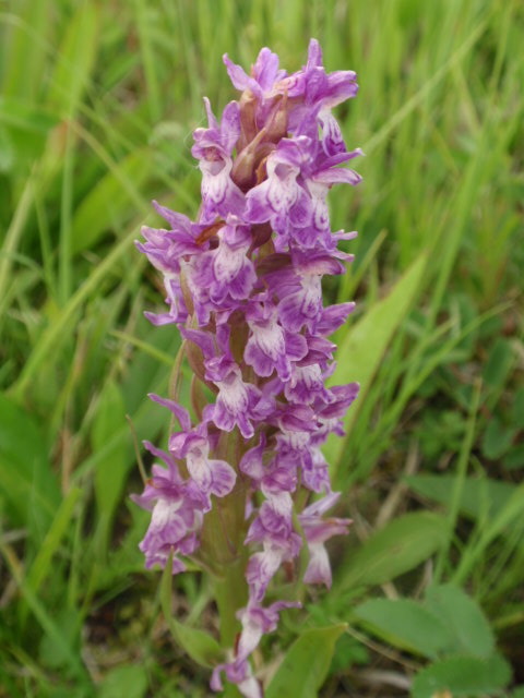 vstavačovec Dactylorhiza sp.