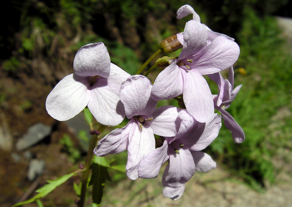 zubačka cibuľkonosná Dentaria bulbifera L.