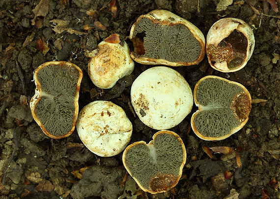 lúpavka belavá Hysterangium stoloniferum Tul. & C. Tul.