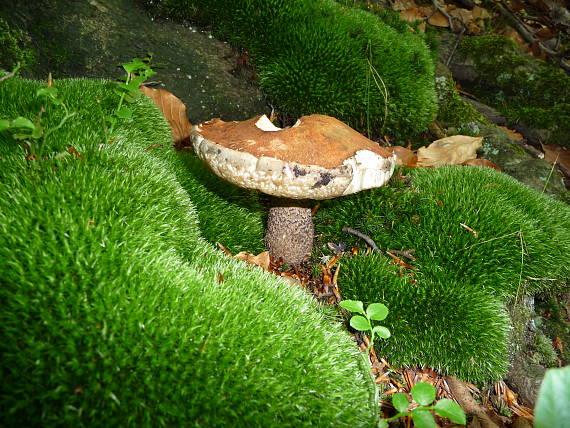 kozák osikový Leccinum albostipitatum den Bakker & Noordel.