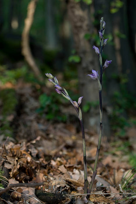 modruška pošvatá Limodorum abortivum (L.) Sw.