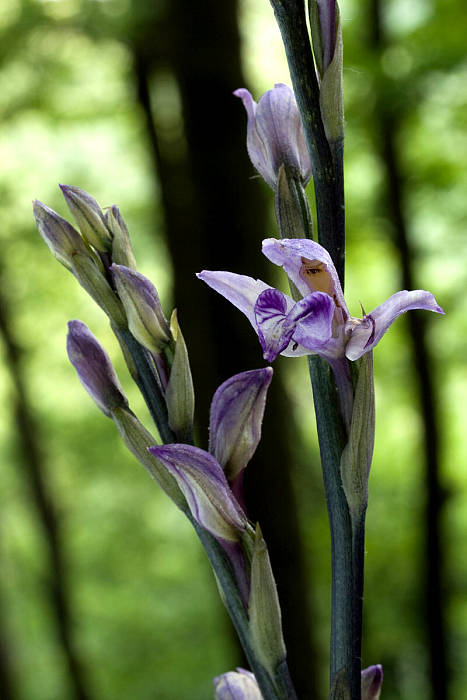 modruška pošvatá Limodorum abortivum (L.) Sw.