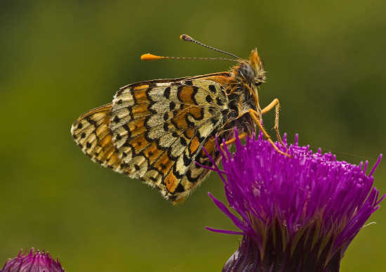 hnedáčik mriežkovaný  Melitaea cinxia