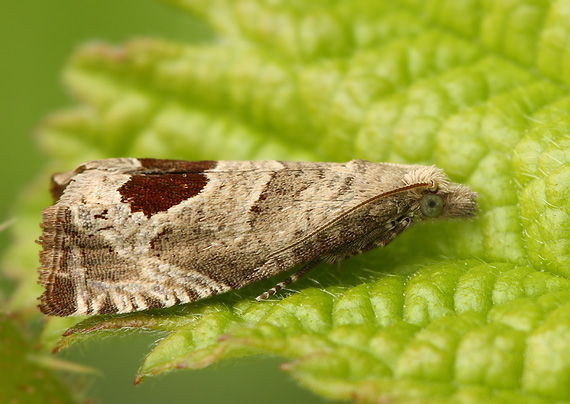 obaľovač Uddmannov Notocelia uddmanniana