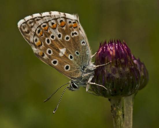 modráčik ďatelinový   Polyommatus bellargus