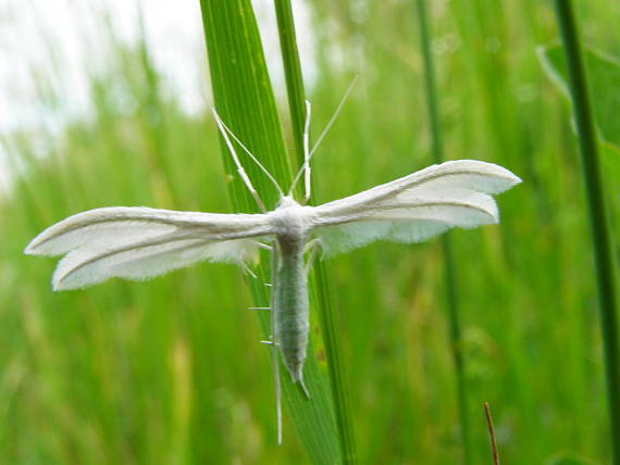 pierkavec povojový Pterophorus pentadactyla