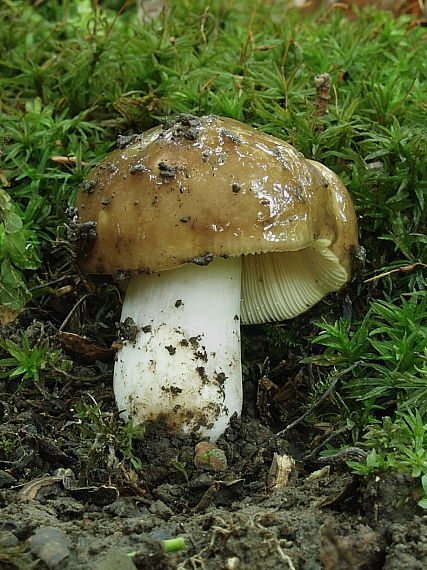 plávka Russula