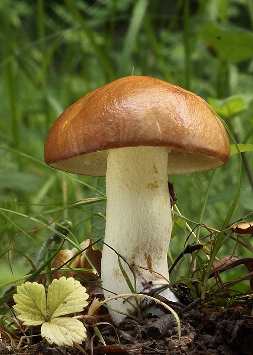 masliak zrnitý Suillus granulatus (L.) Roussel