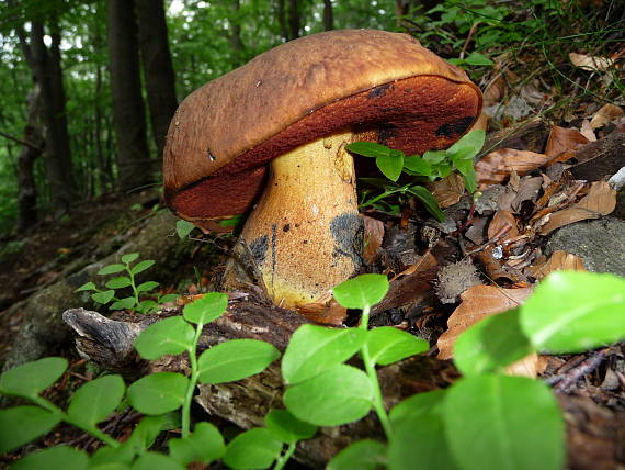 hríb zrnitohlúbikový Sutorius luridiformis (Rostk.) G. Wu & Zhu L. Yang