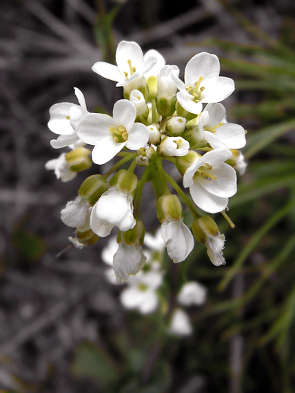 peniažtek Thlaspi sp.