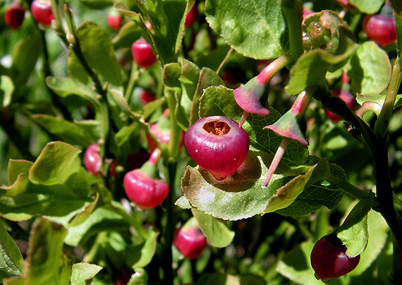 čučoriedka obyčajná Vaccinium myrtillus L.