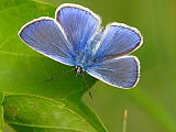 modráčik obyčajný - Modrásek jehlicový 