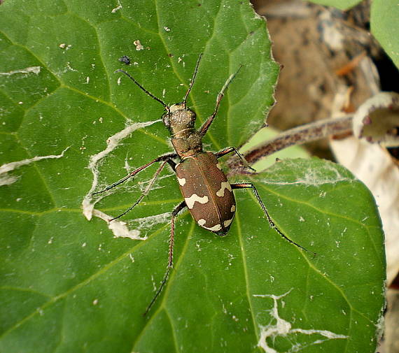 svižník hôrny (Cicindela sylvicola) (Cicindela sylvicola)