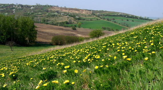 hlaváčik jarný Adonis vernalis L.