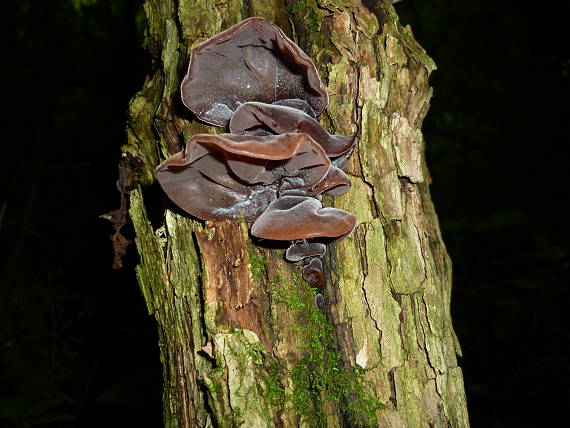 uchovec bazový Auricularia auricula-judae (Bull.) Quél.