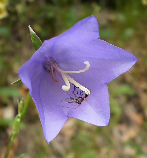 príbytok Campanula persicifolia L.