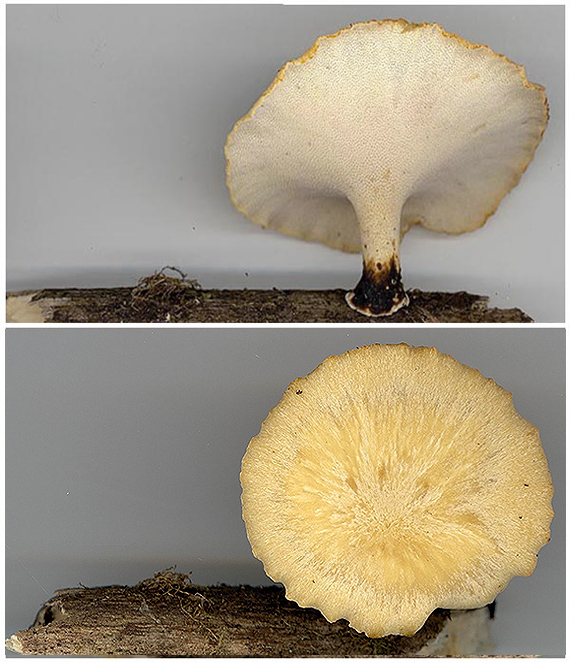 trúdnik premenlivý Cerioporus varius (Pers.) Zmitr. & Kovalenko