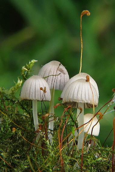 hnojník rozsiaty Coprinellus disseminatus (Pers.) J.E. Lange