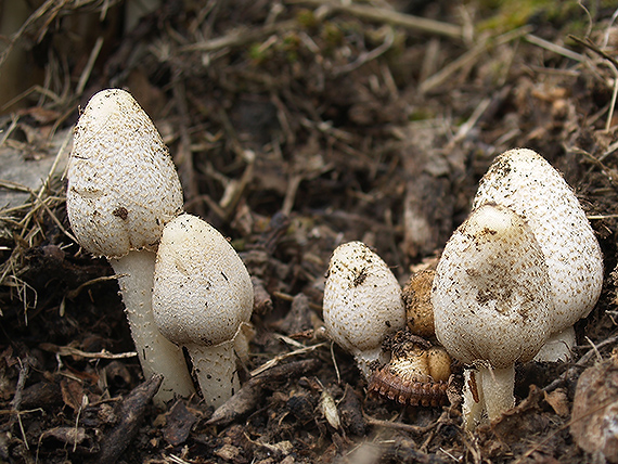 hnojník Romagnesiho Coprinopsis romagnesiana (Singer) Redhead, Vilgalys & Moncalvo