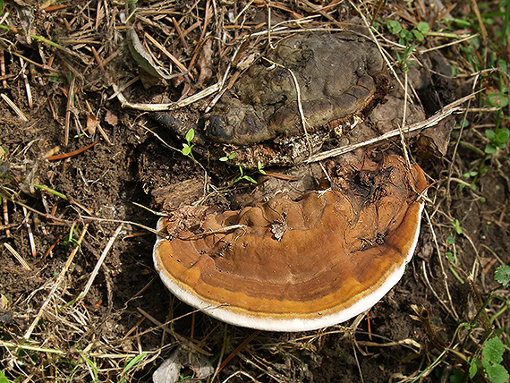 lesklokôrovka plochá Ganoderma applanatum (Pers.) Pat.