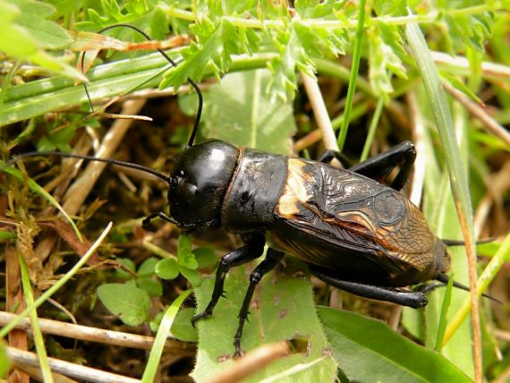 svrček poľný Gryllus campestris