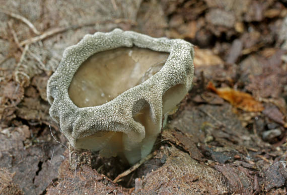 chriapač rebernatý Helvella costifera Nannf.