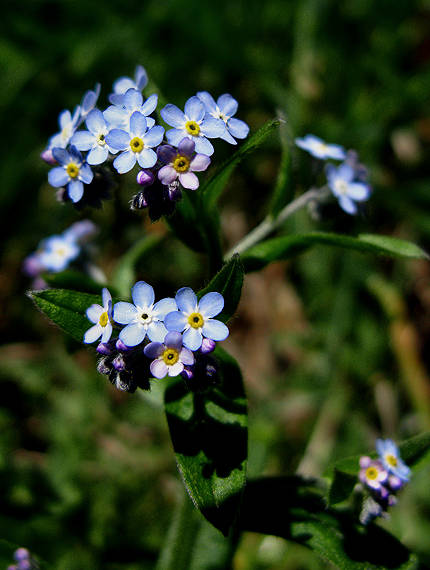 nezábudka lesná Myosotis sylvatica Ehrh. ex Hoffm.