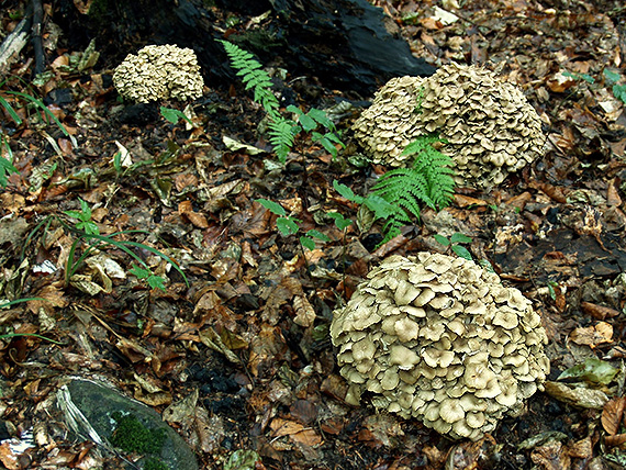 trúdnik klobúčkatý Polyporus umbellatus (Pers.) Fr.