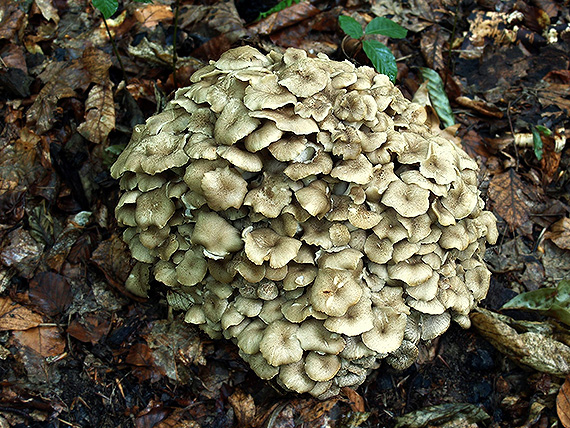 trúdnik klobúčkatý Polyporus umbellatus (Pers.) Fr.