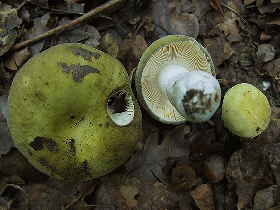 plávka fialovohlúbiková Russula violeipes Quél.