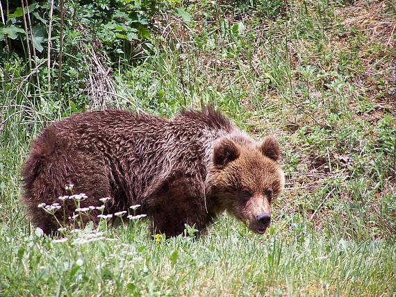 ursus Arctos Ursus arctos