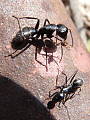 mravec drevokazný