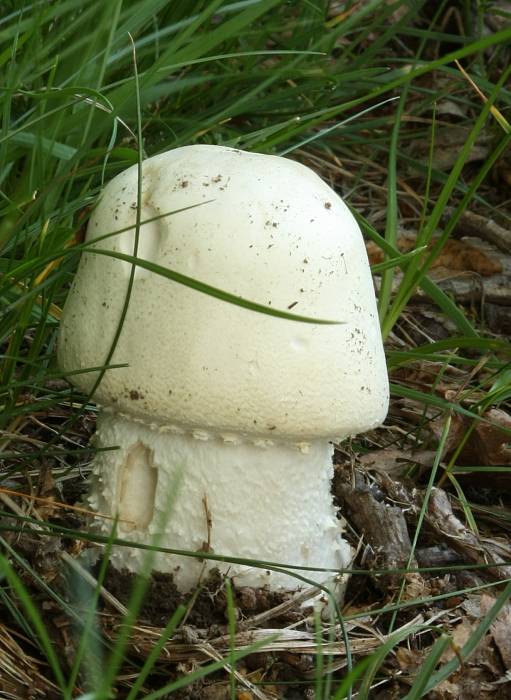 pečiarka   Agaricus sp.