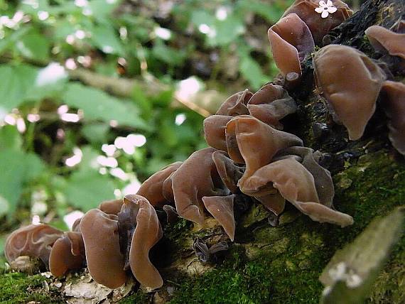 uchovec bazový Auricularia auricula-judae (Bull.) Quél.