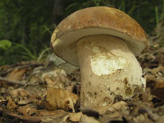 hríb dubový Boletus reticulatus Schaeff.