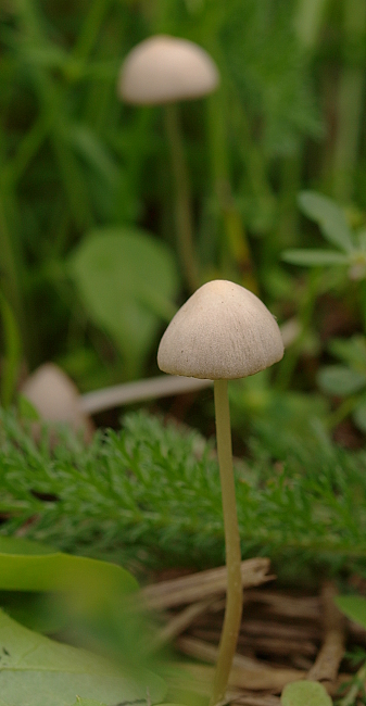 kapucňovec Conocybe sp.