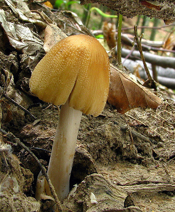 hnojník ligotavý ??? Coprinellus micaceus (Bull.) Vilgalys, Hopple & Jacq. Johnson