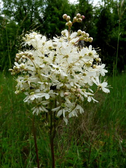 túžobník obyčajný Filipendula vulgaris Moench