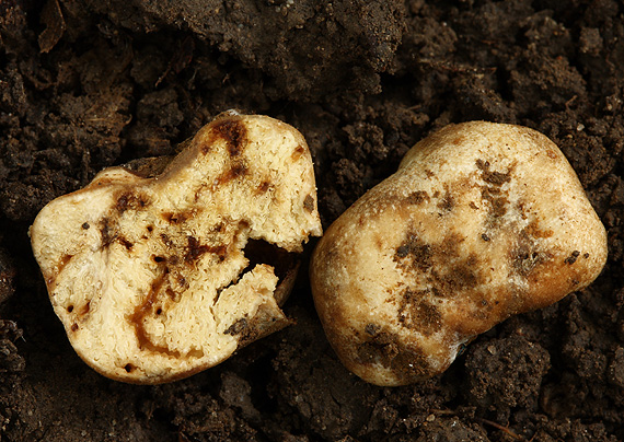 hľuza Bulliardova veľkovýtrusná Hymenogaster bulliardii var. macrospora