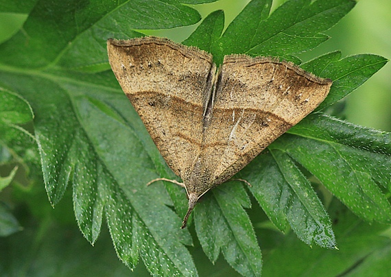 pamora žihľavová Hypena proboscidalis