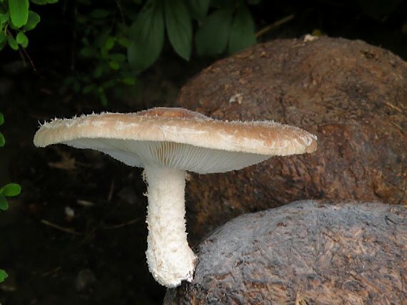 húževnatec jedlý Lentinula edodes (Berk.) Pegler