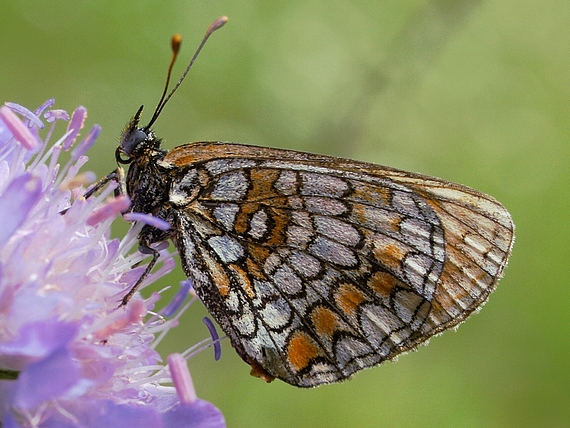 hnedáčik skorocelový Melitaea athalia